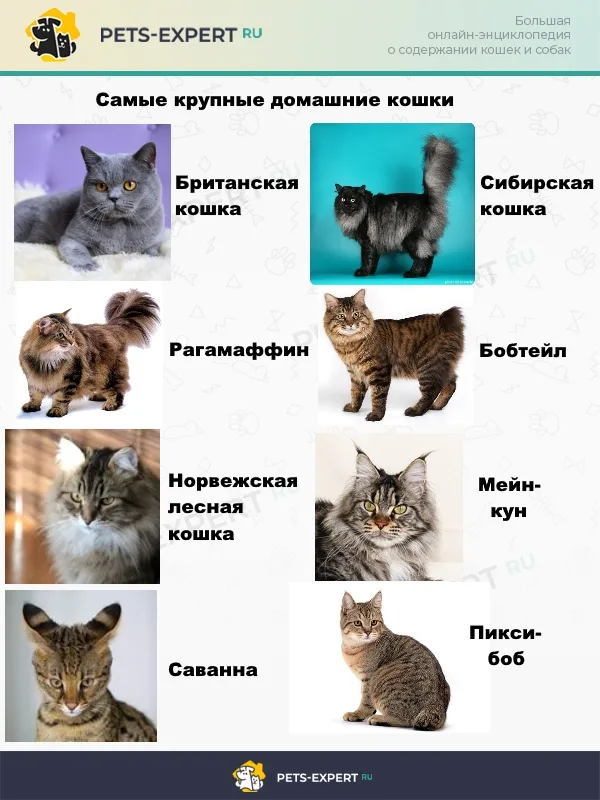 Топ-8 самых больших домашних кошек