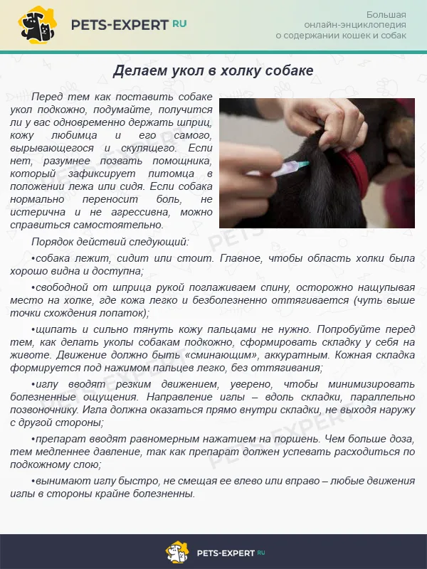 Укол в холку собаке