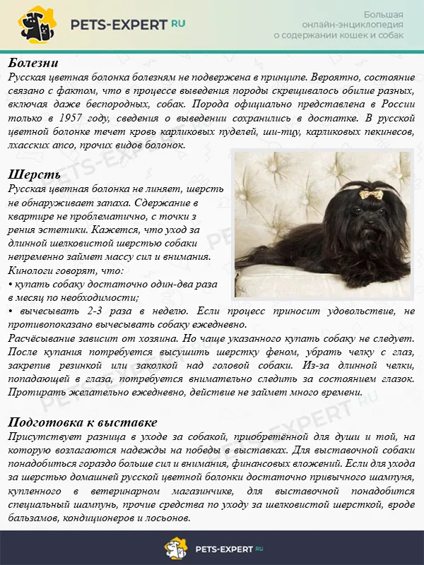 Уход за русской цветной болонкой