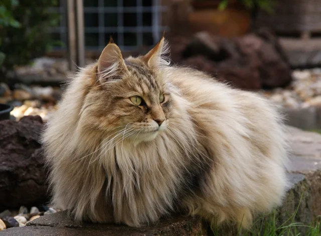 У норвежских кошек добрый характер и хорошие манеры