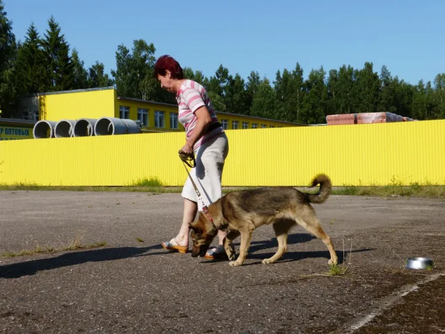 Чтобы собака быстрее поняла команду, хозяин должен сам продемонстрировать действие