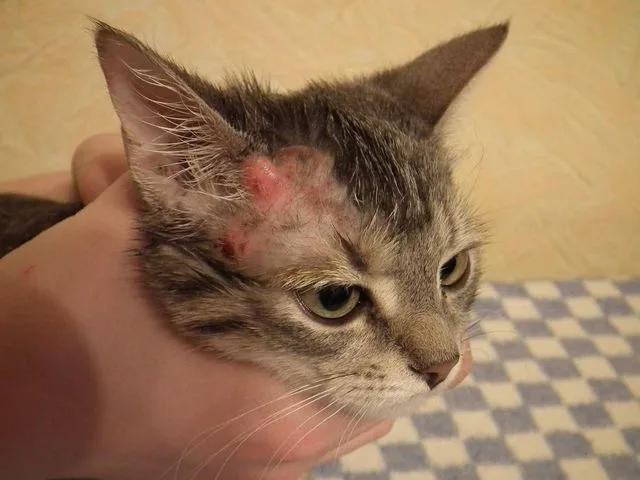 Экзема у кошек