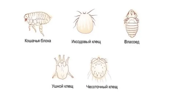 Искомые эктопаразиты часто мучают не только кошек, но и собак, а также иных домашних животных и скот