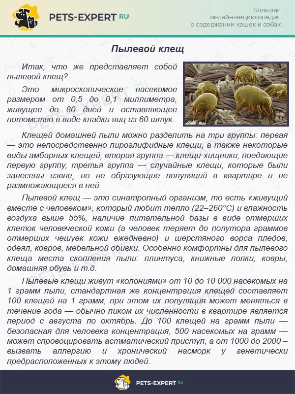Пылевой клещ