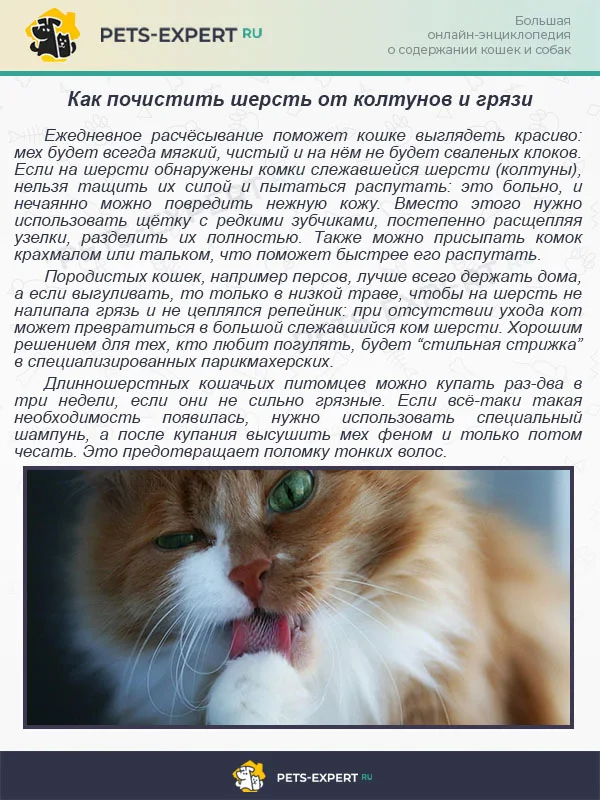 Как почистить шерсть от колтунов и грязи