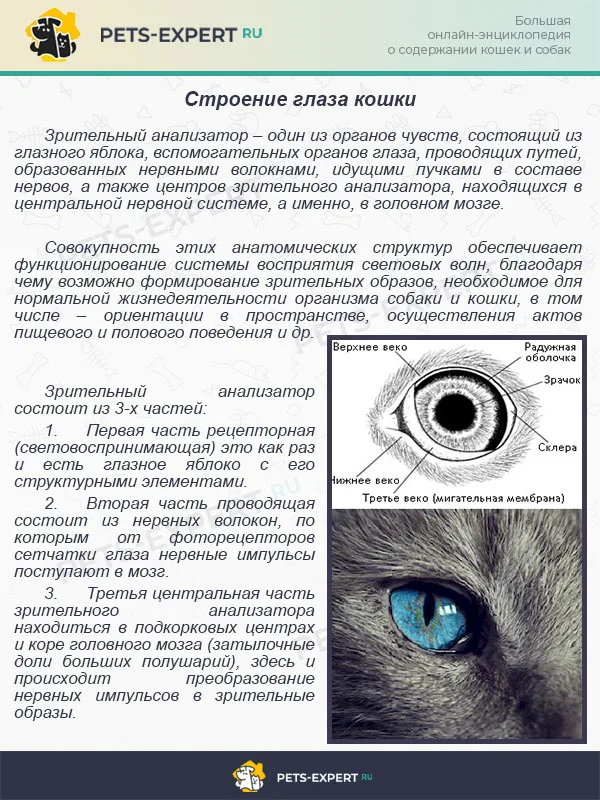 Строение глаза кошки