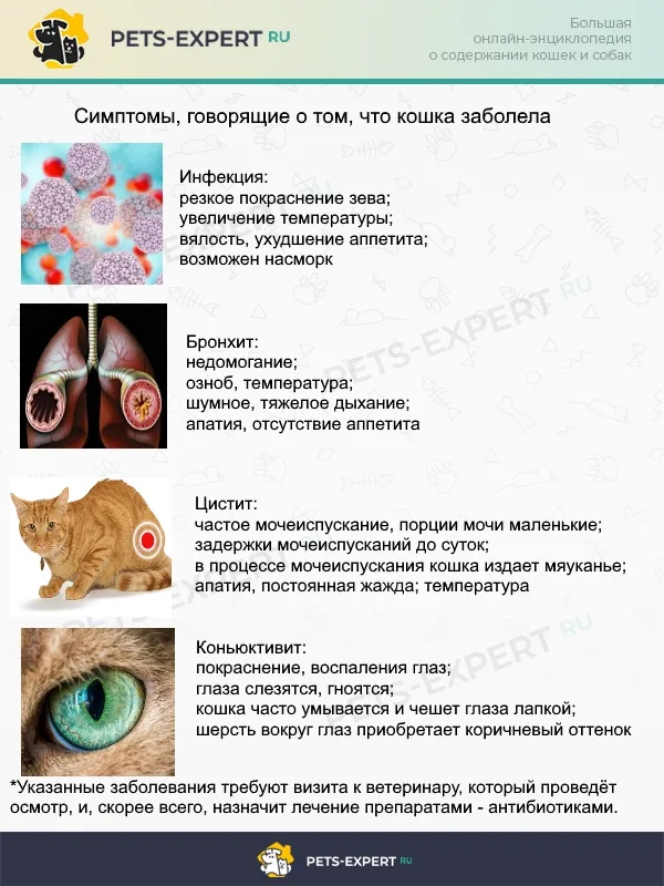 Симптоматика наиболее частых инфекционных недугов у кошек