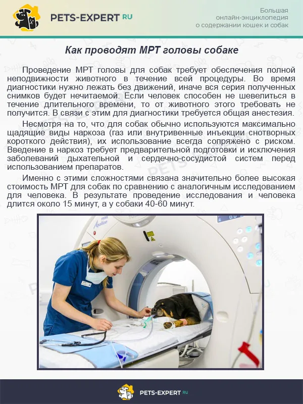 Как проводят МРТ головы собаке