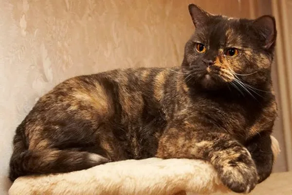 Черепаховая британская кошка