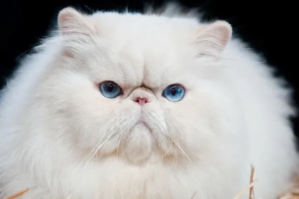 Персидский кот