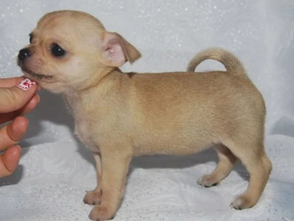 Существует большой риск наступить или задеть дверью это миниатюрное создание