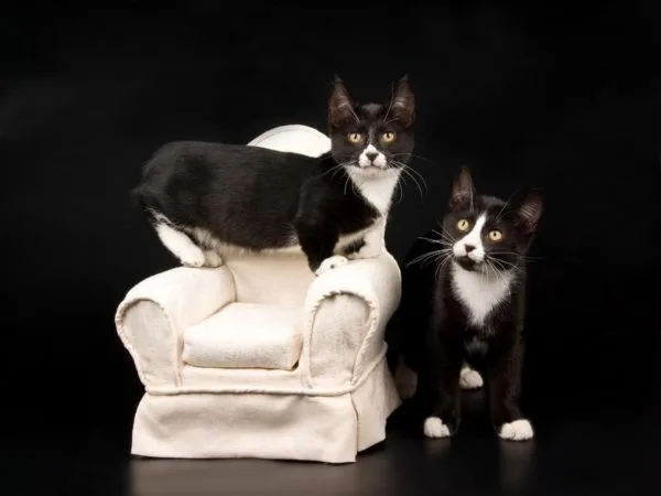 Короткошерстные котята породы манчкин