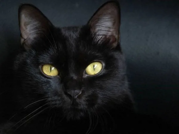 Бомбейская кошка
