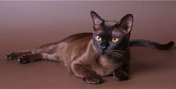 Бурманская кошка