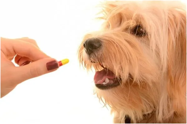 Как правило, после того, как будет устранена первопричина, показатели щелочной фосфатазы всегда довольно быстро, еще во время лечения, опускаются до своих нормальных значений