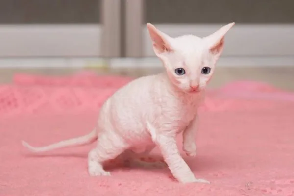 Котёнок необычной «кудрявой» породы