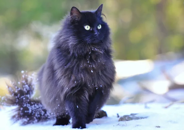 Лесная, но домашняя кошка