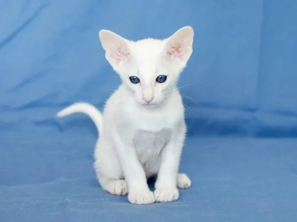 Котёнок породы форин вайт