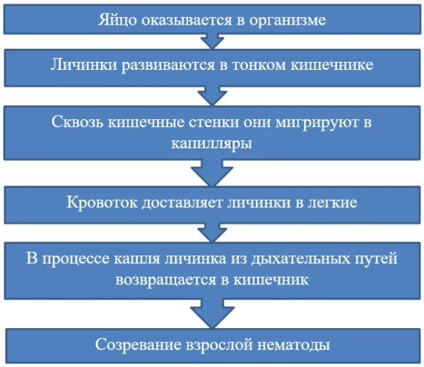 Особенности цикла