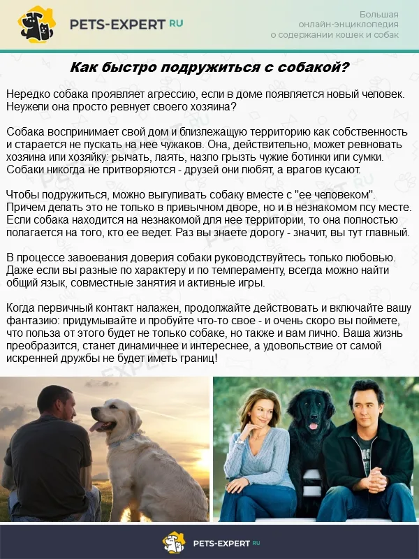 Налаженный контакт с собакой может стать началом большой дружбы