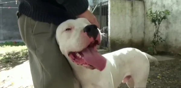 Аргентинский дог сильно привязывается к своему хозяину