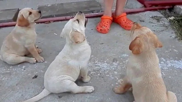 Команда "Сидеть"
