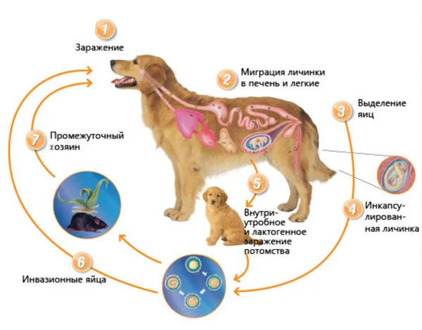 Этапы развития Toxocara canis