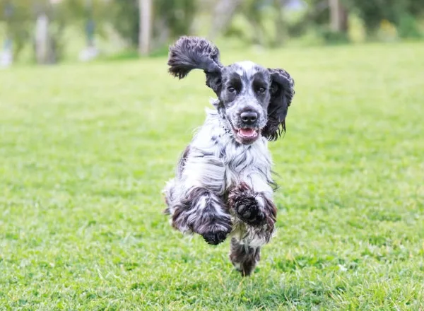 Взрослые собаки черпают энергию из разнообразного питания