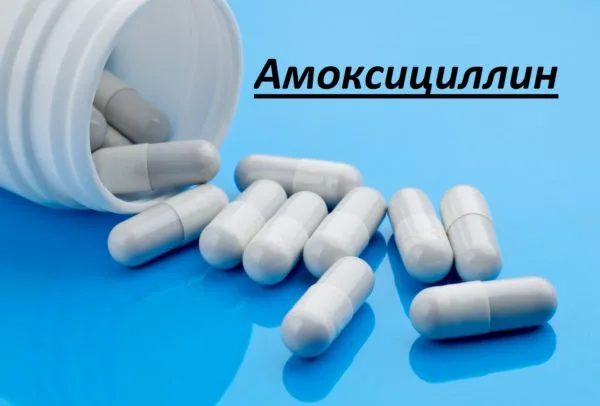 «Амоксициллин» великолепно переносится организмом четвероногих питомцев