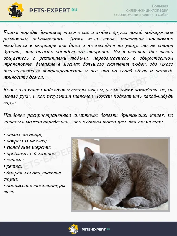 8 симптом болезней британских кошек