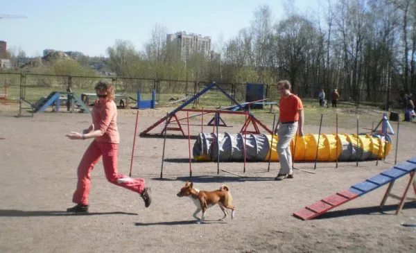 Басенджи и аджилити