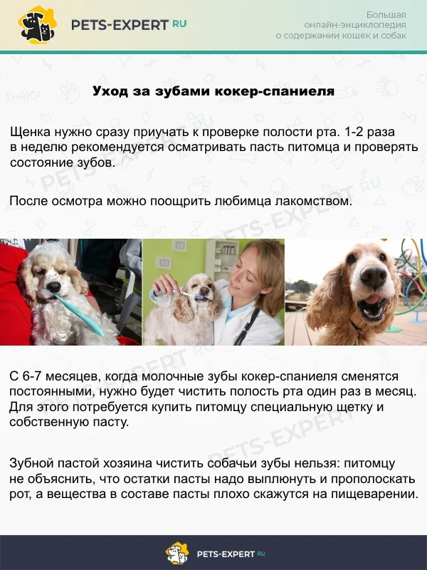 Гигиена полости рта должна войти у питомца в привычку