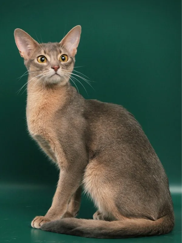 Абиссинская кошка