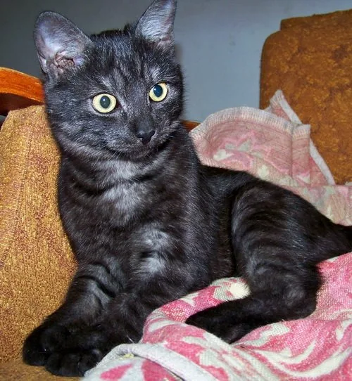 Азиатская дымчатая кошка
