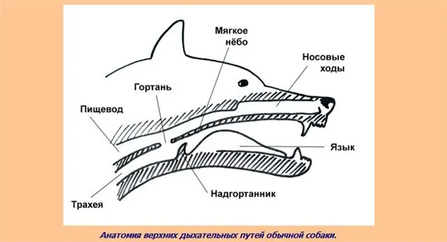 Анатомия дыхательных путей собаки