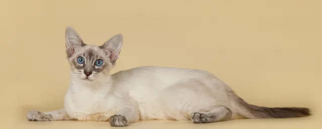 Балинезийская кошка