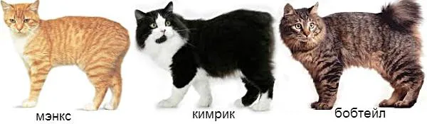 Бесхвостые породы кошек