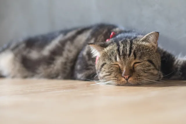 Больная кошка много спит