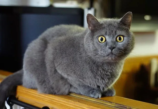 Британская короткошёрстная кошка