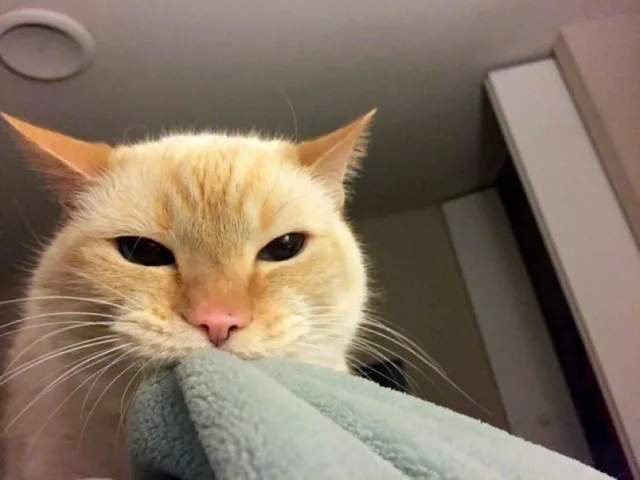 Брошенная в кота тапка иногда лишь раззадоривает питомца