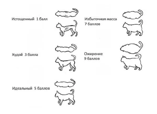 Вес кота по десятибалльной шкале