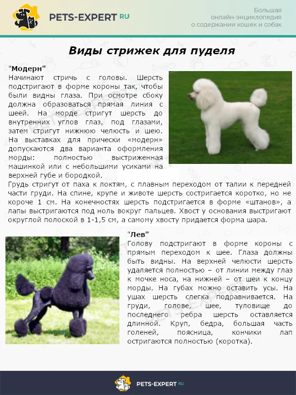 Виды стрижек для пуделя