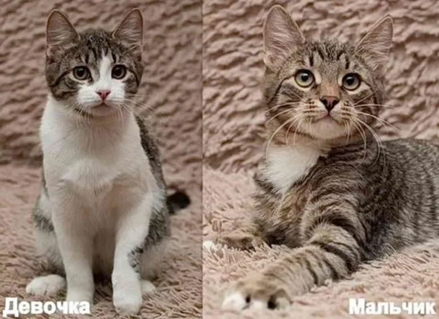 Внешние отличия котов и кошек