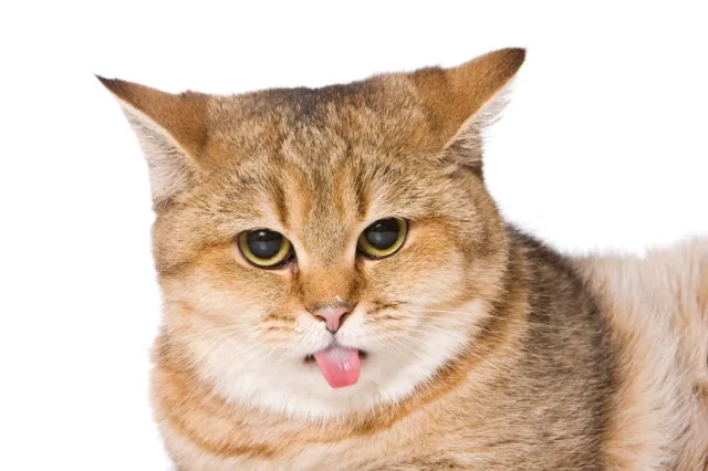 Вопрос о роли органа Якобсона в жизни кота остается открытым