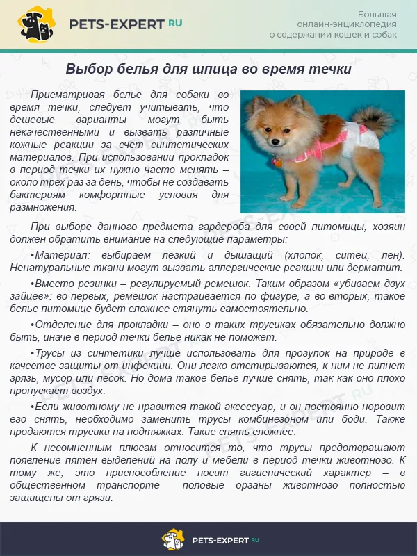 Выбираем белье для шпица во время течки
