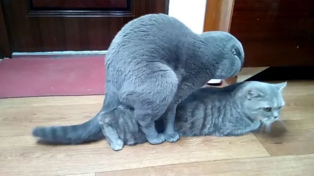 Вязка у кошек
