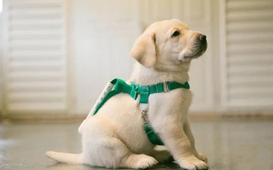 До встречи со шлейкой туловище щенка должно завершить свое формирование