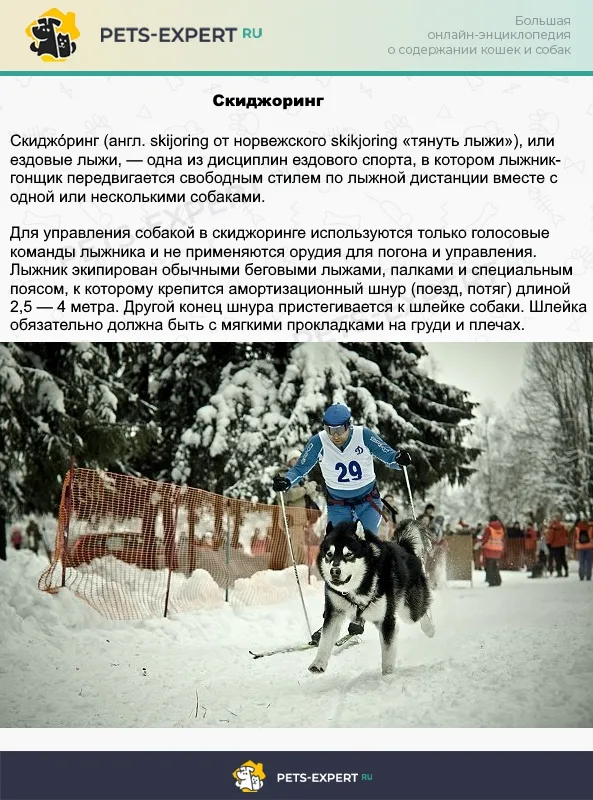 Езда с собакой на лыжах - скиджоринг