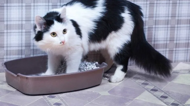 Закапывая свои отходы, кот обеспечивает себе безопасность