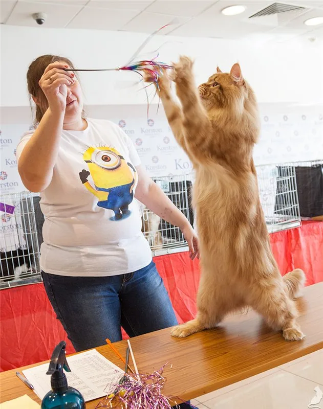 Играть с кошкой нужно по полчаса в день и больше